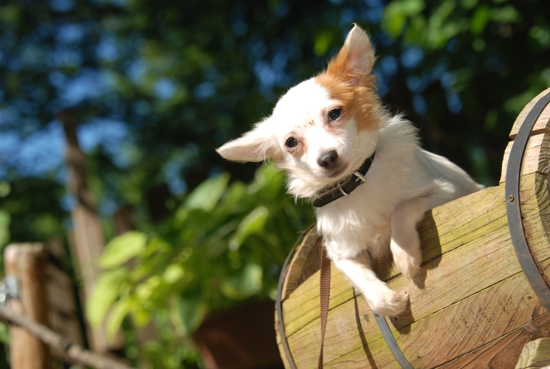 56+ Hunde Im Tierheim Kaufen Soislee