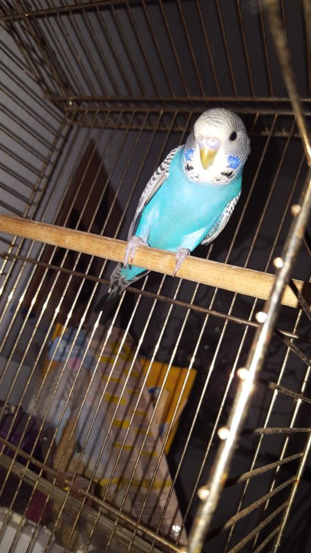 Weeelensittich